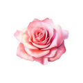 Palma Rosa Gertie Scent