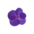 Violet Muse Gertie Scent